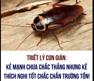 TRIẾT LÝ VỀ “ CON GIÁN “