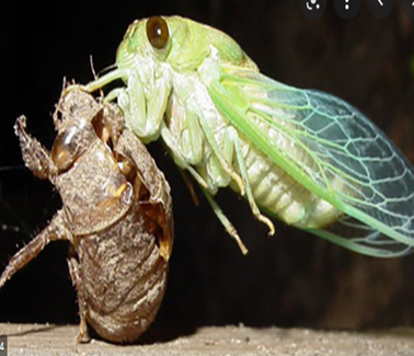 ÁP DỤNG KẾ “ VE SẦU THOÁT XÁC” TRONG KINH DOANH