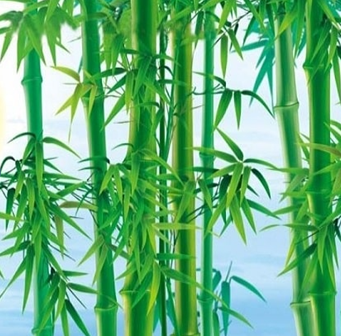 ĐỊNH LUẬT VỀ CÂY TRE : TRONG KINH DOANH